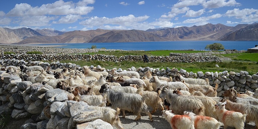 A herd of Changthangi Goats passes by Pangong Tso Lake, as mentioned in the India travel guide.
