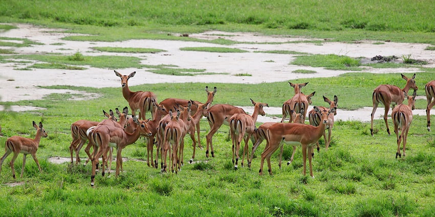 Group of antelopes walking together on the green grass of Lake Manyara National Park.