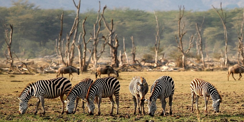 Multiple zebras eating grass at Lake Manyara National Park with trees in the background.