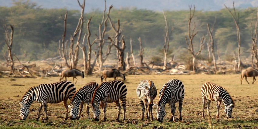 A group of Zebras graze in the Lake Manyara National Park in Tanzania.