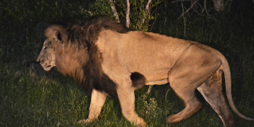 Lion walking on grass at night in the national park surrounded by lush greenery