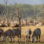 Multiple zebras eating grass at Lake Manyara National Park with trees in the background.