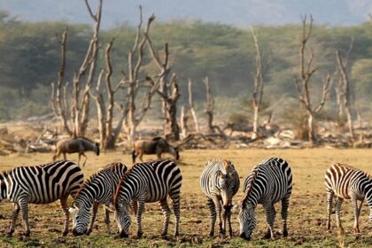 Multiple zebras eating grass at Lake Manyara National Park with trees in the background.