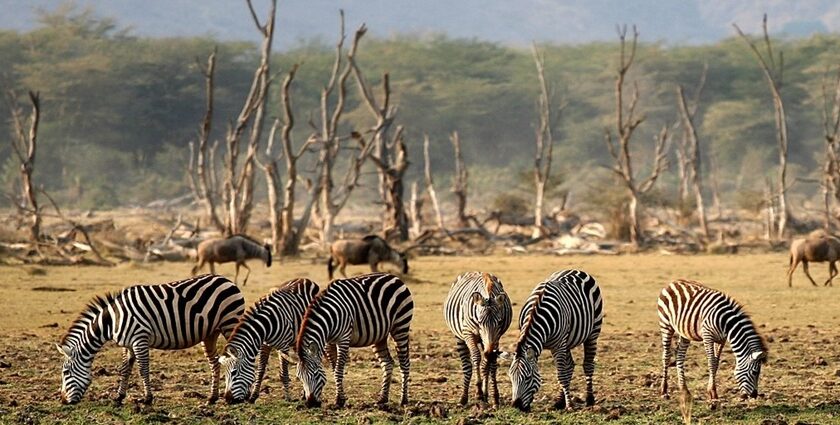 Multiple zebras eating grass at Lake Manyara National Park with trees in the background.