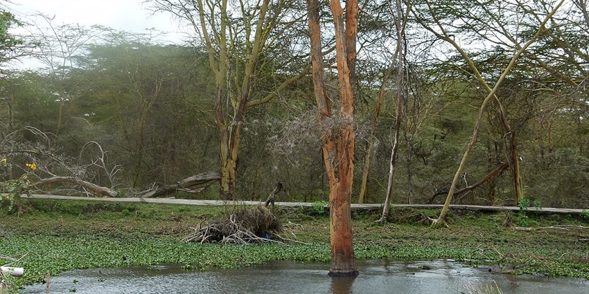 Lake Naivasha with a stick on a boat and trees in the lake with no leaves and seagrass.