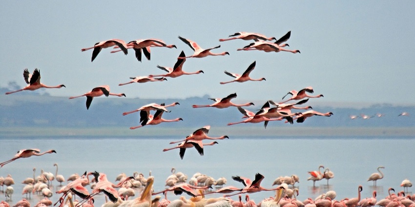 A flamboyance of flamingos can be seen at Lake Nakuru present in a national park.
