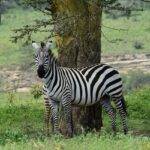 This zebra was curious about our passing on a tour of Lake Nakuru National Park in Kenya