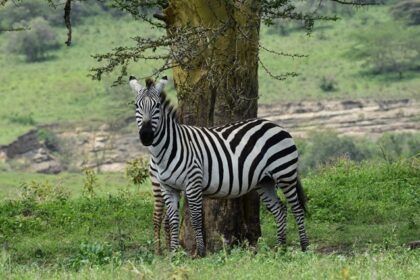 This zebra was curious about our passing on a tour of Lake Nakuru National Park in Kenya