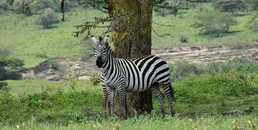 This zebra was curious about our passing on a tour of Lake Nakuru National Park in Kenya