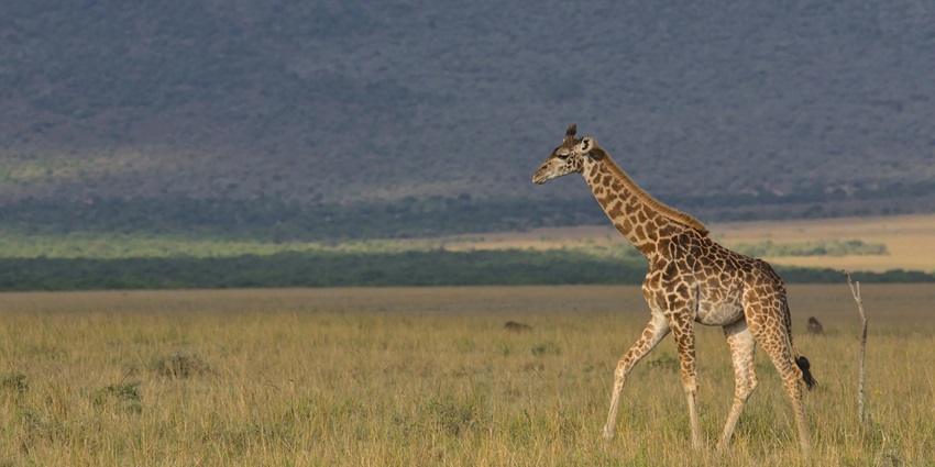 A Masai giraffe is running through the grass field - one of the things to do in Nairobi.
