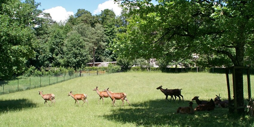 A view of Langenberg Wildlife Park, offering a close look at Swiss wildlife in Zurich’s nature.