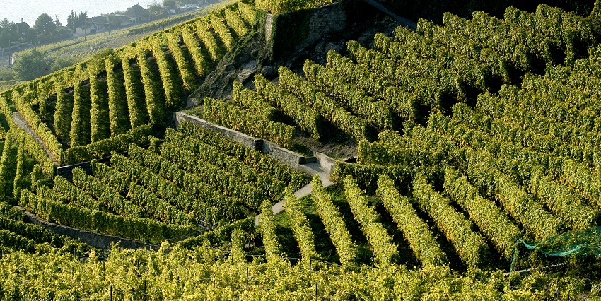 Discover the stunning Lavaux Vineyards, a top place to visit in Switzerland in June