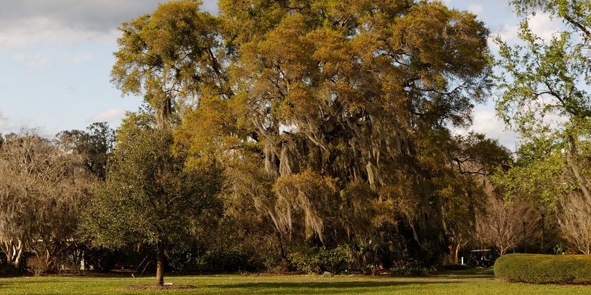 Harry P. Leu garden covered in greenery with tall trees against dark clouds on clear sky