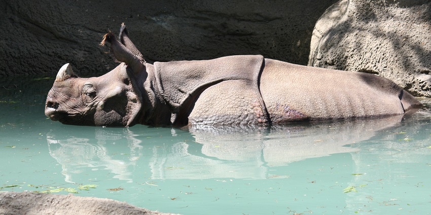 Cincinnati Zoo with an Indian rhinoceros in the water and stones in the background