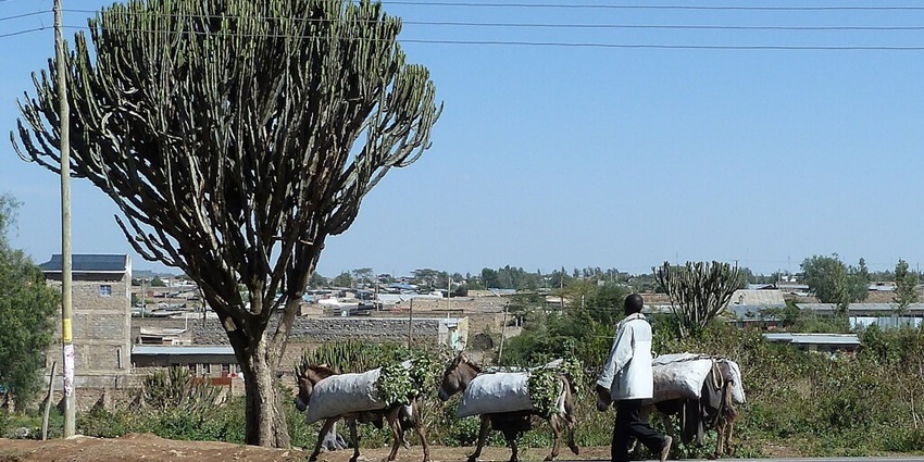 Street in Narok County with a man walking with his donkeys and houses in the background