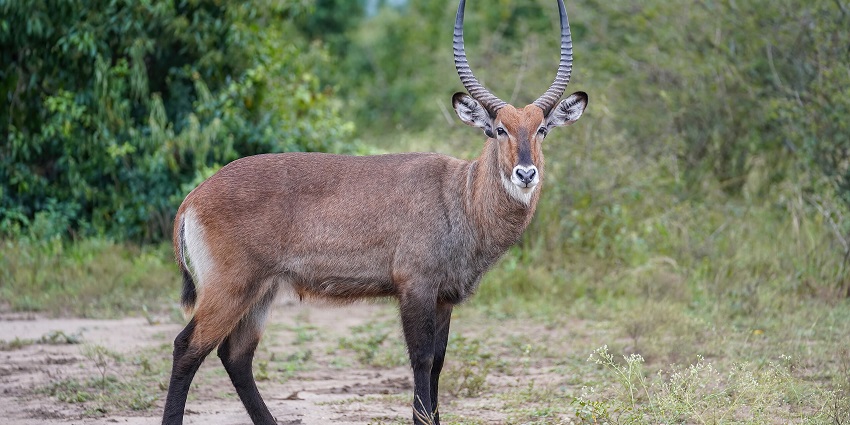 Beautiful snapshot of the Waterbuck in Queen Elizabeth National Park, Uganda
Viewers of this file can see comments and suggestions