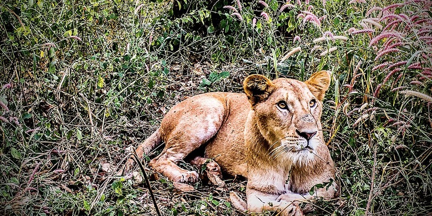 A female Asiatic Lion spotted at Nandanvan Jungle Safari and Zoo in Naya Raipur
