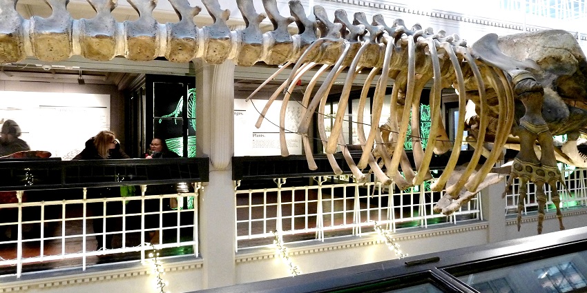 An image showing ancient animal remains displayed at the Manchester Museum.