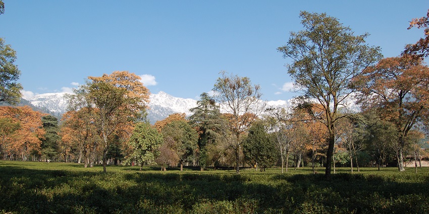 Palampur, Himachal Pradesh, is famous for its scenic landscapes
