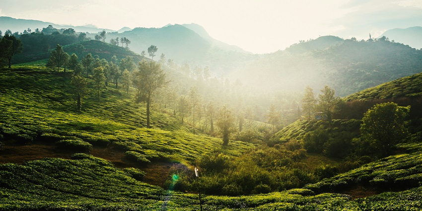 Wayanad in the northeastern part of Kerala, offers tea estates, biodiversity, and tranquillity.