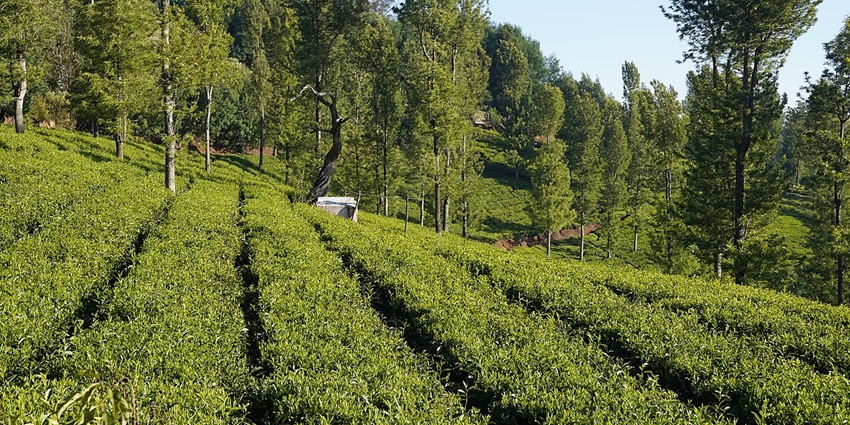 Neatly maintained rows of tea plantations, rendering a scenic view.