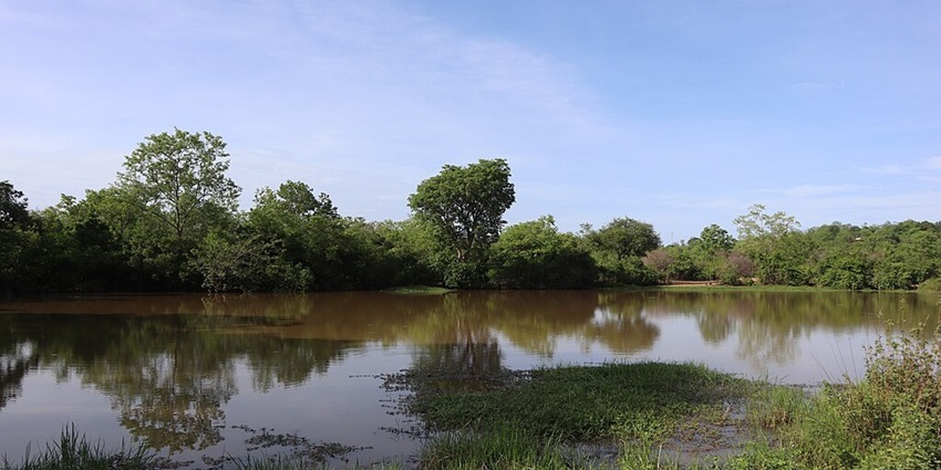 One of the many waterholes in Mole National Park, a prime spot for spotting wildlife.