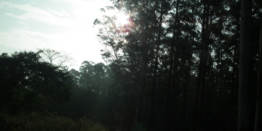 A representative image of a Wildlife Sanctuary during the Semadoh Jungle safari.