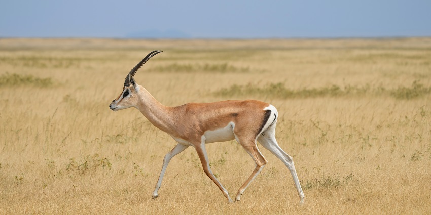 A Grant's gazelles potted in the dry land of Serengeti National Park, Tanzania.