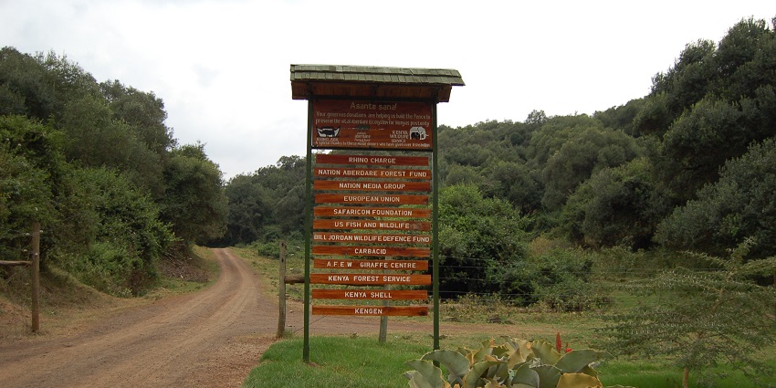 A leafless tree and plants surrounded by the green landscapes of Aberdares National Park.