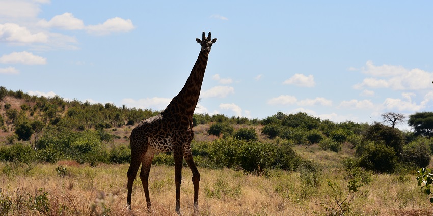 Image of a Giraffe in its natural habitat at the Ruaha National Park during day time