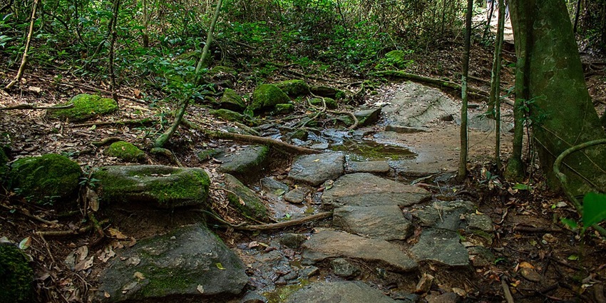 Images from the beautiful Kakum national park of Ghana