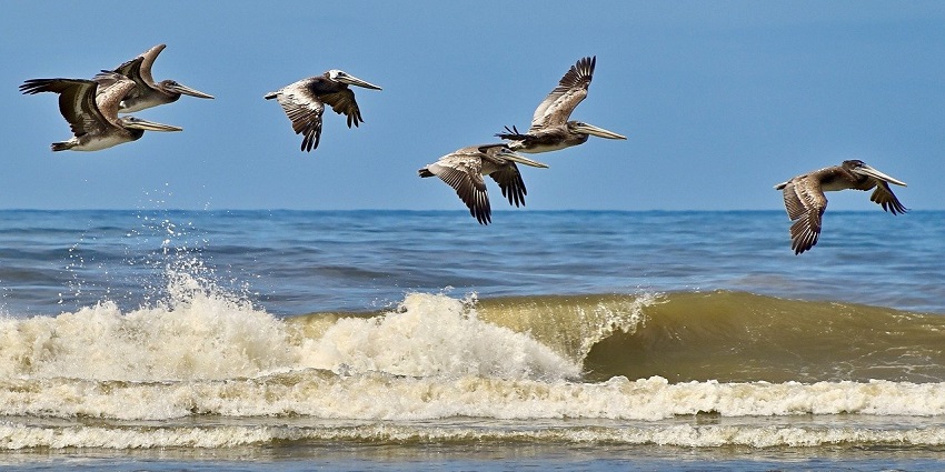 A picture of Lojena Beach on Rab Island is known for its sandy shore and pristine waters.