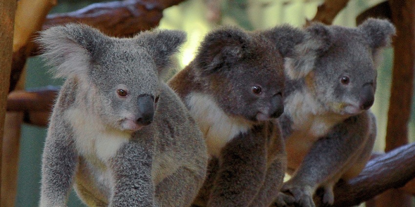 Observe the koalas closely and native Australian animals, featured in the Brisbane city guide