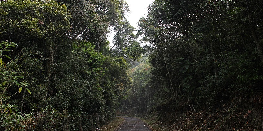 A picture of the dense and lush green and scenic Longwood Shola Reserved Forest.