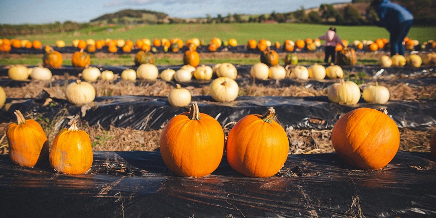 Image of a pumpkin farm - pumpkin in different size and colours dried pumpkins