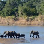 A group of elephants crossing the Luangwa River in South Luangwa Park, Zambia.