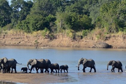 A group of elephants crossing the Luangwa River in South Luangwa Park, Zambia.