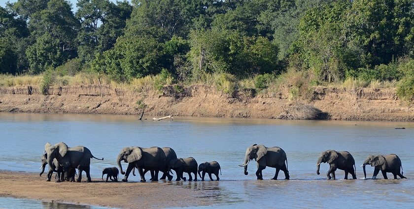 A group of elephants crossing the Luangwa River in South Luangwa Park, Zambia.