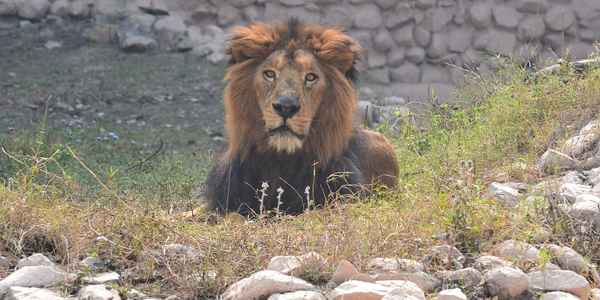 Popular zoo in Lucknow, home to Asiatic Lion and other diverse wildlife species.