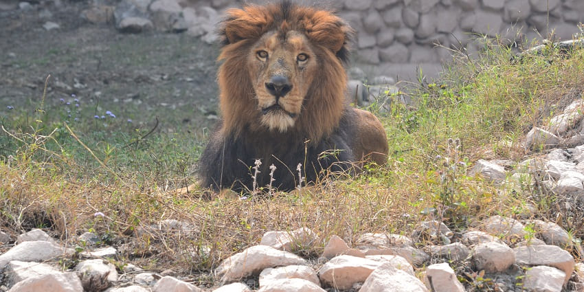 Explore the wildlife side of Lucknow with your partner at lucknow zoo.