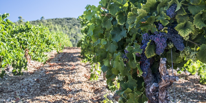 Exclusive wine-tasting experience in Golan Heights vineyards.