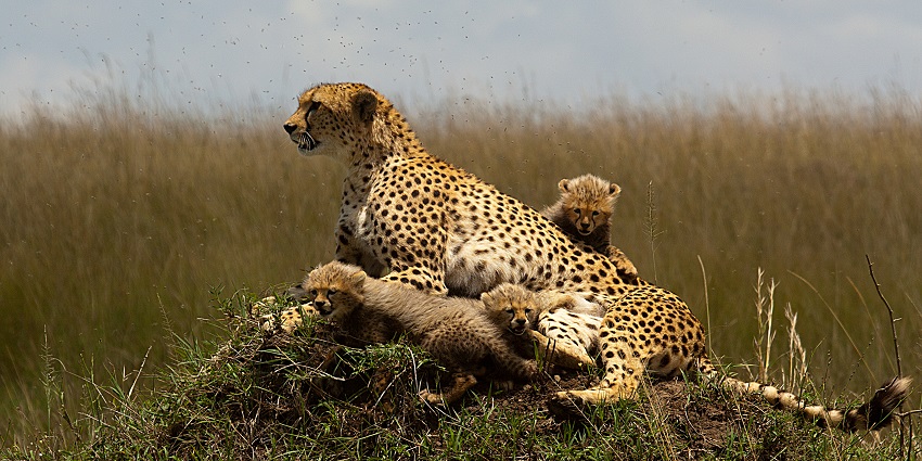 A cheetah amidst the dry grass is sitting on a heap of grass with its several small cubs.
