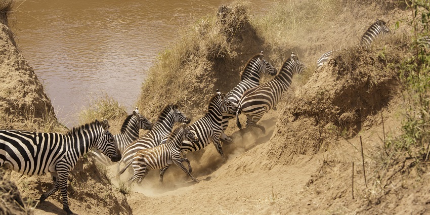 A herd of zebras crossing the sandy riverbank of Mara River in Maasai Mara National Reserve.