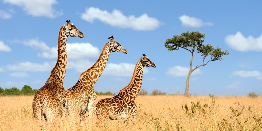 Three giraffes are standing amid dry grassland in the Maasai Mara National Reserve