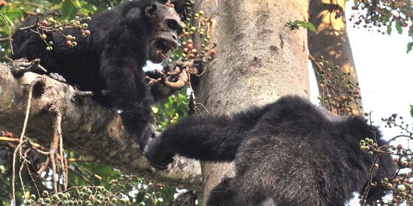 Two adult male chimpanzees fighting on a tree at the Mahale Mountains National Park