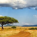 Masai Mara National Reserve landscape with a tree, yellow grass and distant mountains