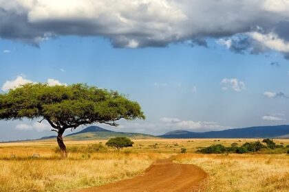 Masai Mara National Reserve landscape with a tree, yellow grass and distant mountains