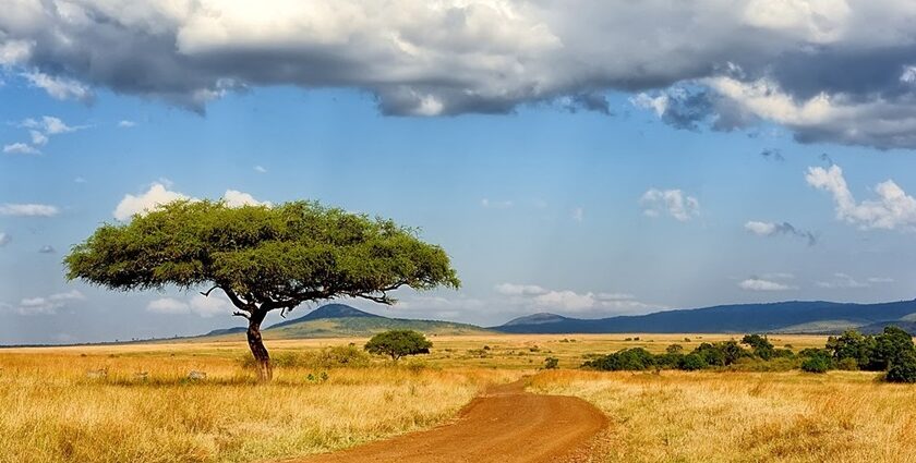 Masai Mara National Reserve landscape with a tree, yellow grass and distant mountains