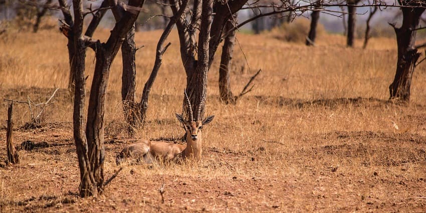 An image of Blackbucks grazing in the grassland of Mayureshwar Wildlife Sanctuary.