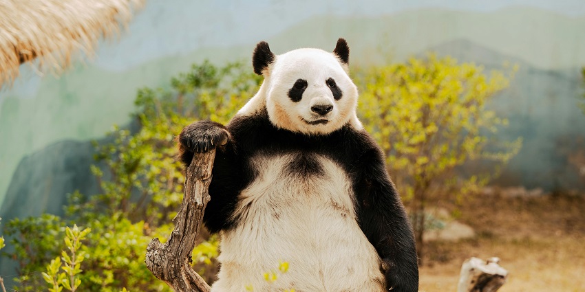 Image of a Panda sitting in a tree branch in its natural habitat at Beijing Zoo